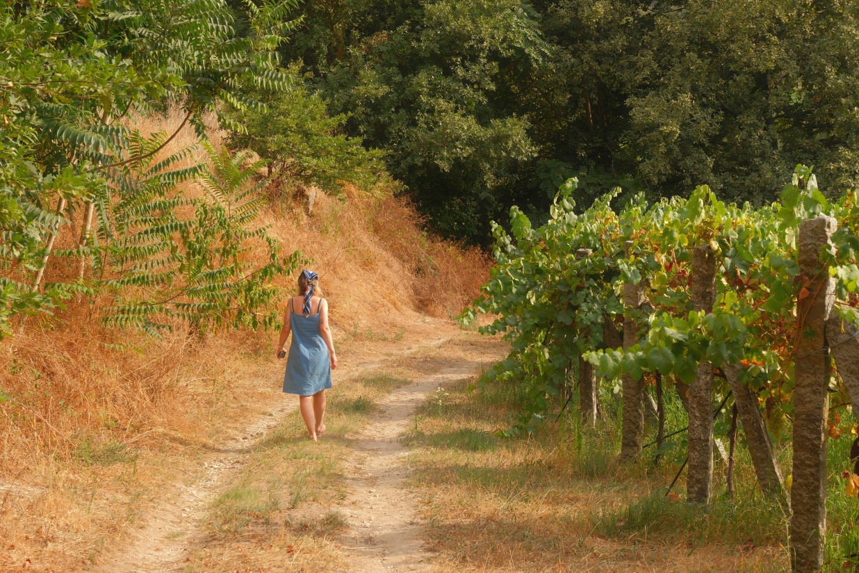 Wine Regions in Portugal to Explore in Autumn